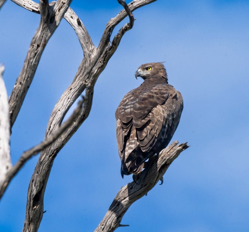 African eagle perched in Tsavo West National Park