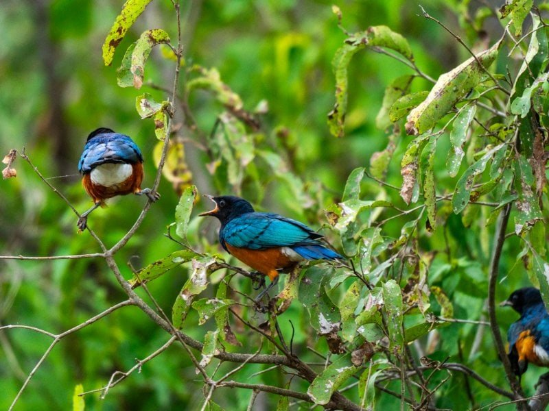 Colorful birds photographed near Finch Hattons safari lodge