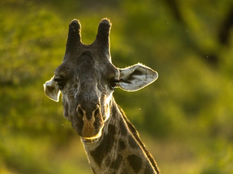 Giraffe photographed in Tsavo West National Park
