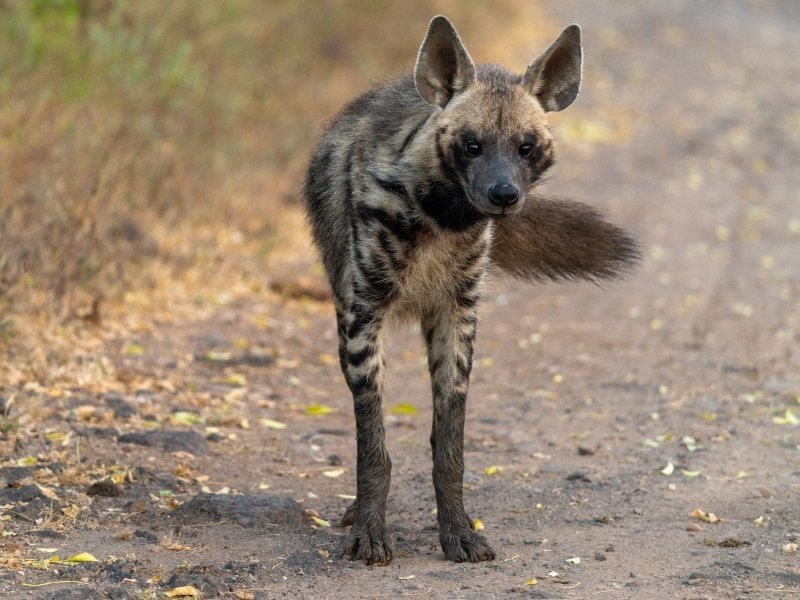 Spotted hyena walking through Tsavo West National Park