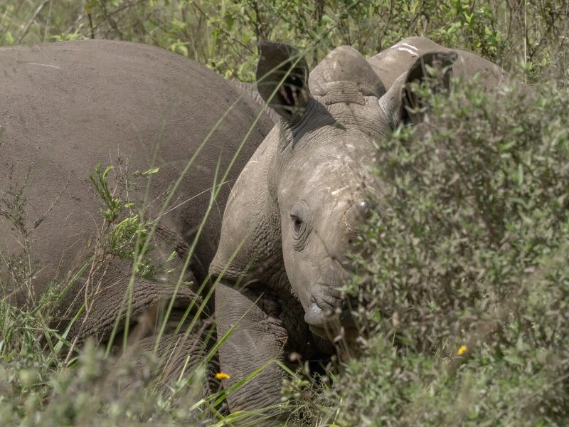 Black rhino photographed during a game drive in Tsavo West National Park