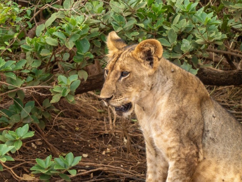 Lion cub resting in Tsavo West National Park