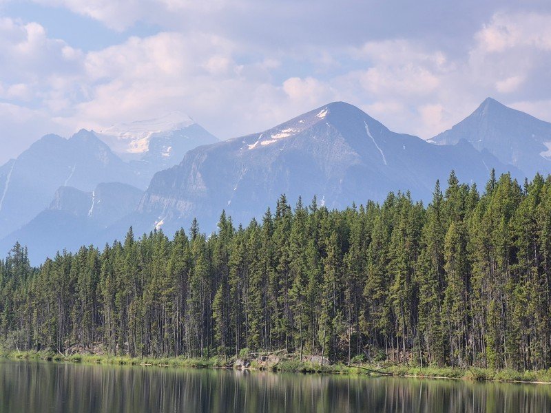 Mountain and evergreen forest reflections on Herbert Lake along the Icefields Parkway