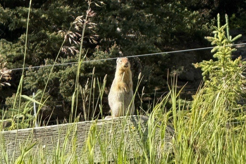 Ground squirrel near Lake Louise in Banff National Park