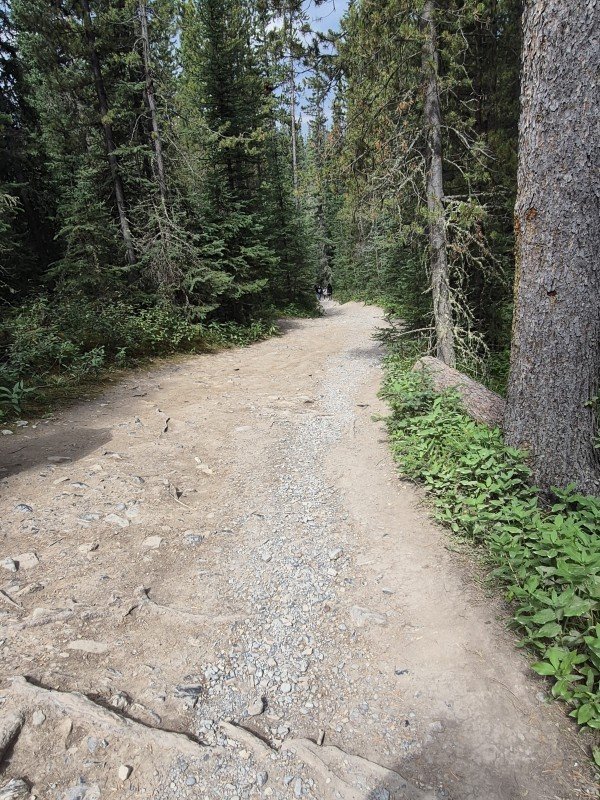 Uphill forest trail returning from Mistaya Canyon on the Icefields Parkway