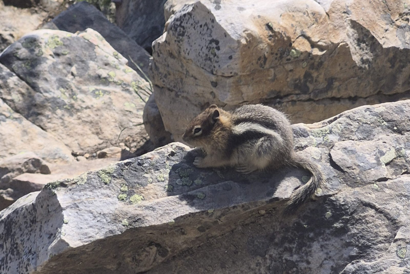 Chipmunk sitting on rocks along the Rockpile Trail at Moraine Lake