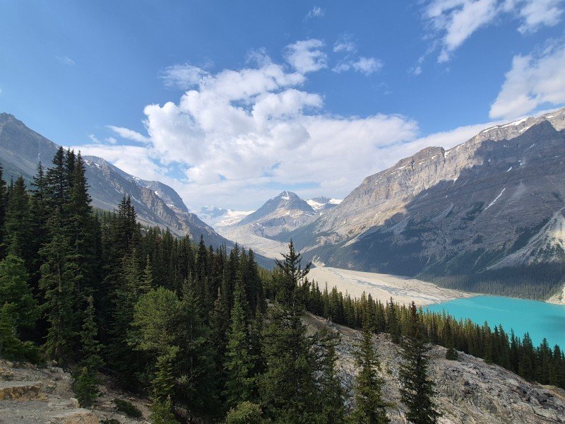 Peyto Lake surrounded by mountains and forest in Banff National Park